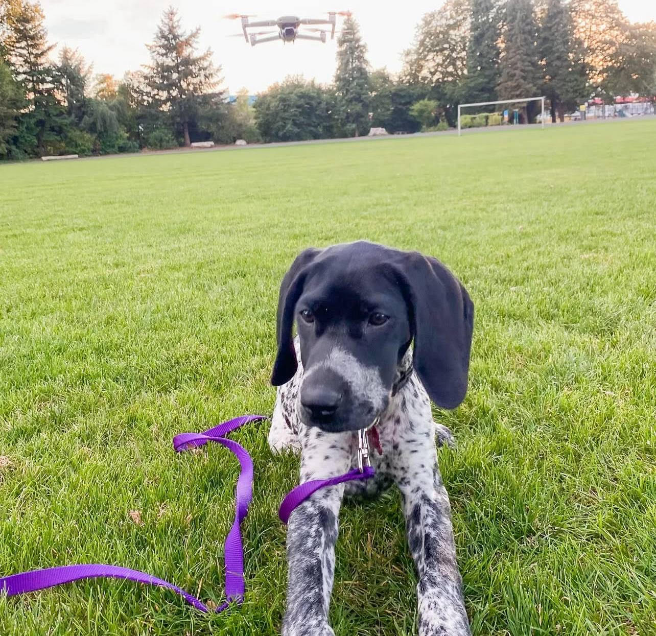 Sansa the German Shorthair Pointer